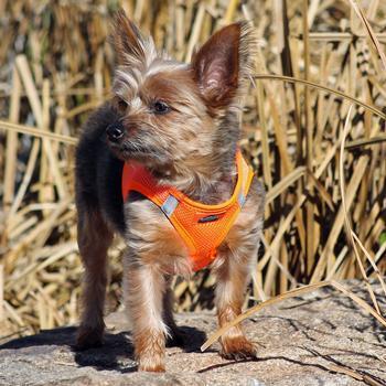 Hunter orange dog harness sale